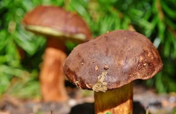 Эксперты сообщили, чем опасны старые грибы
